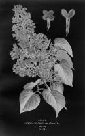 Miniature pho39