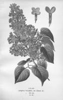 Miniature pho43