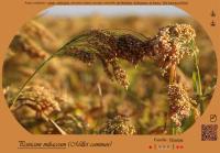 Miniature pho27