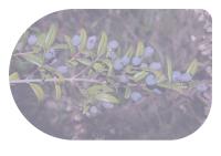 Miniature pho11