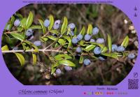 Miniature pho29
