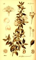 Miniature pho38
