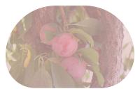 Miniature pho16