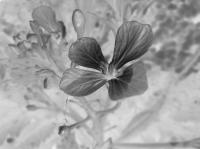 Miniature pho38