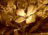 Miniature pho48