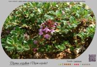 Miniature pho12