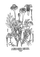 Miniature pho12