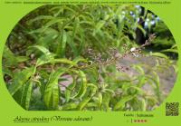 Miniature pho16