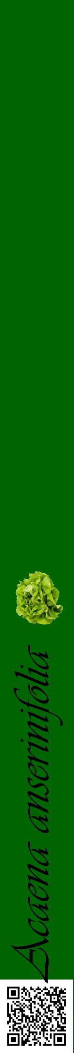 Étiquette de : Acaena anserinifolia - format a - style noire8viv avec qrcode et comestibilité simplifiée