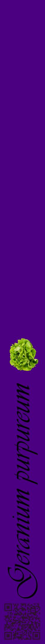 Étiquette de : Geranium purpureum - format a - style noire47viv avec qrcode et comestibilité simplifiée