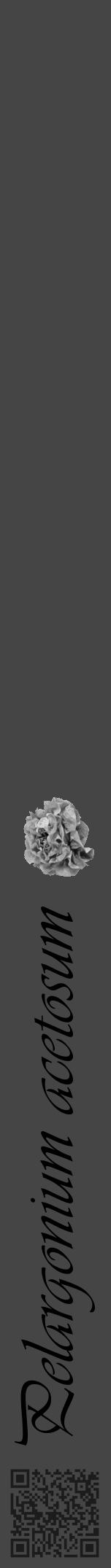 Étiquette de : Pelargonium acetosum - format a - style noire58basiqueviv avec qrcode et comestibilité simplifiée - position verticale