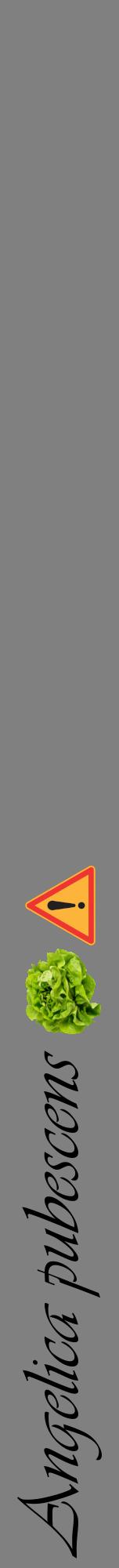 Étiquette de : Angelica pubescens - format a - style noire57viv avec comestibilité simplifiée