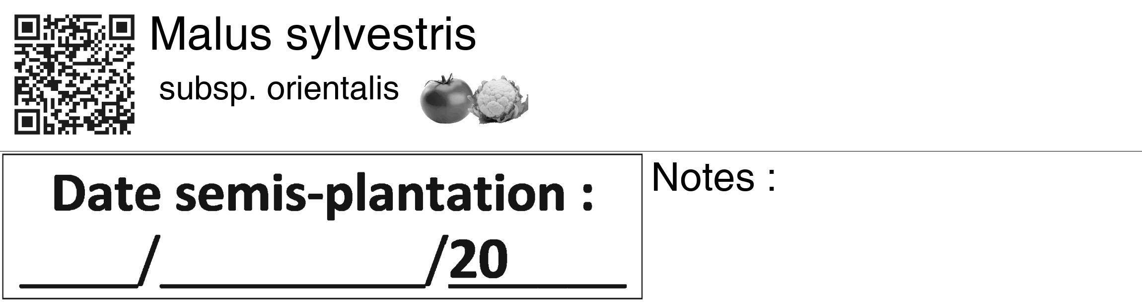 Étiquette de : Malus sylvestris subsp. orientalis - format c - style noire60_basiquegrrvhel avec qrcode et comestibilité simplifiée